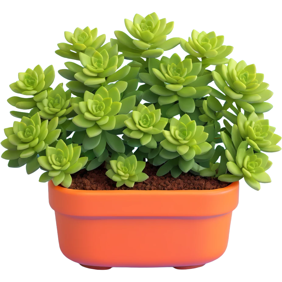 Sedum Pachyphyllum succulent with chubby blue-green leaves emoji