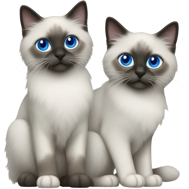 Two Blue point ragdoll cats with short length hair, with blue eyes, dark face  emoji
