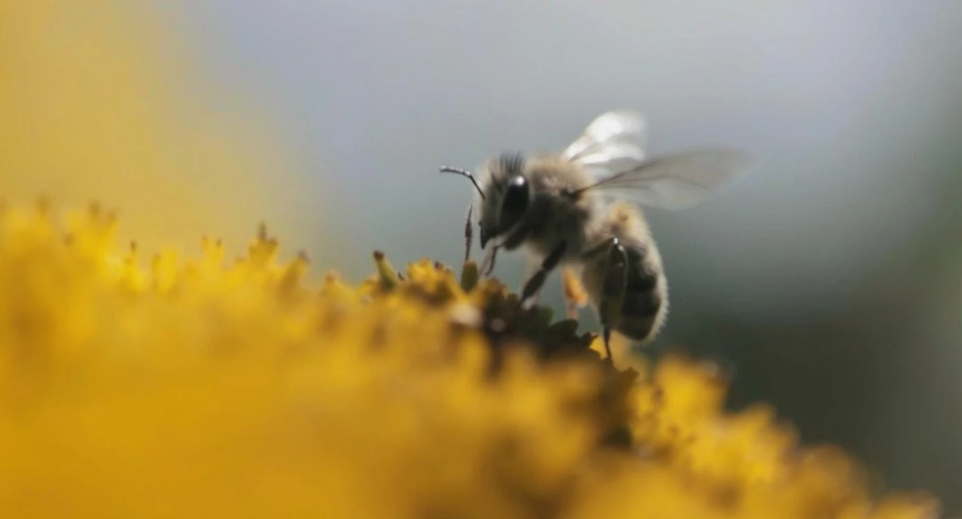 cinematic still, Photo of flyin bee, high speed photo emoji