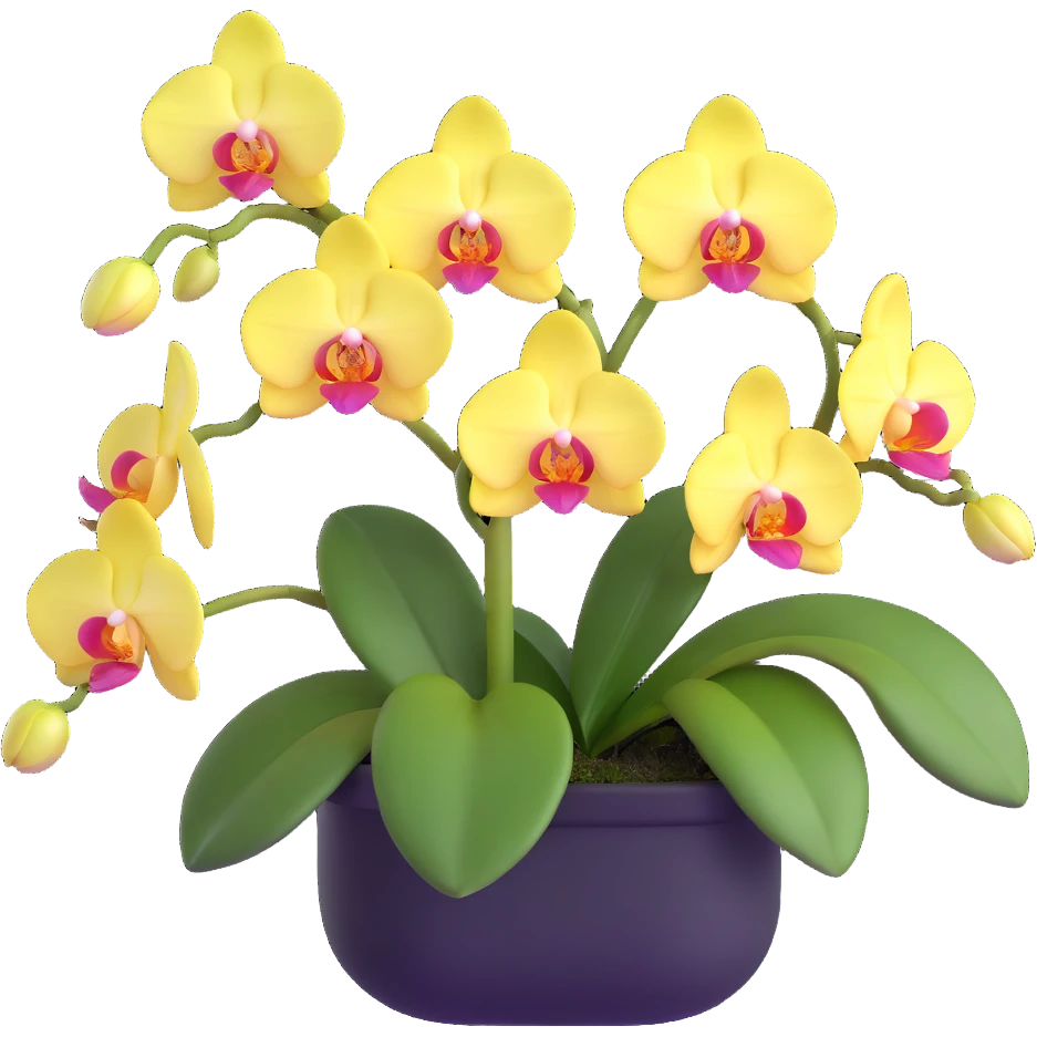 Realistic phalaenopsis orchid with delicate blooms and prominent large green leaves clearly visible emoji