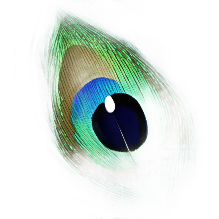 teal peacock feather emoji