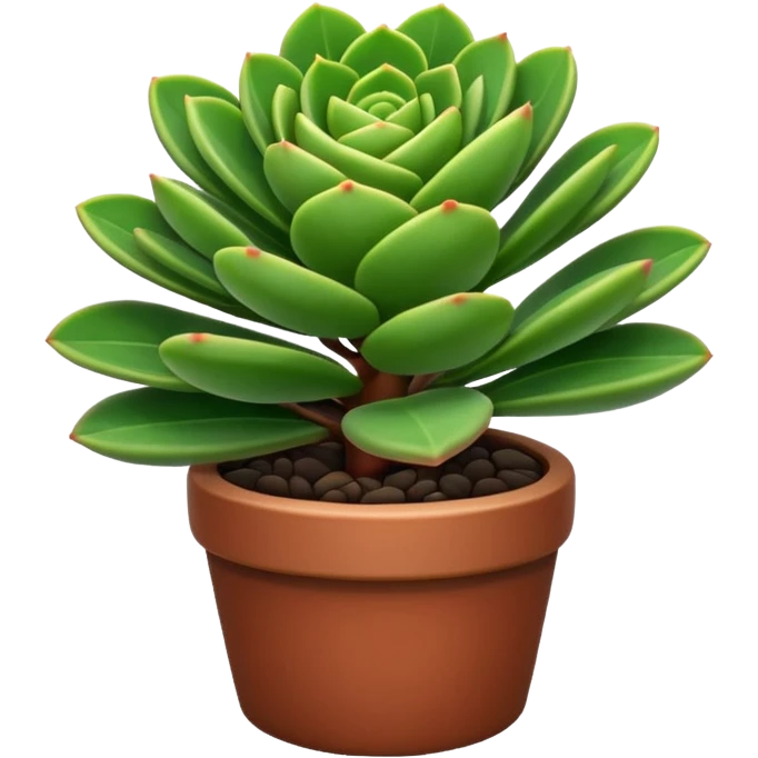 CRASSULA
 emoji