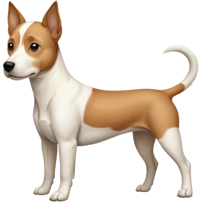 a full body facing front on of a buff white beagle cross jack russell terrier looking dog the size of a kelpie with light brown long ears resting on its face and a light brown patch above one eye and a large snout. the rest of the dog is completely white.  emoji