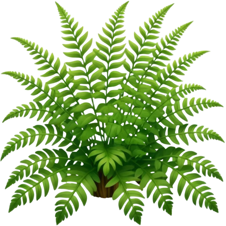 A cluster of soft green ferns growing under shaded trees.









































 emoji