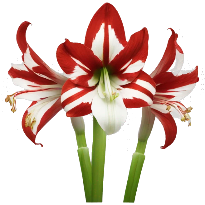 Red and white amaryllis emoji