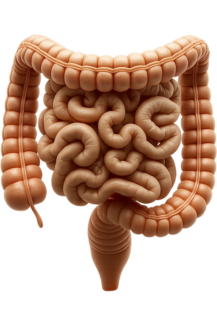intestino umano anatomico realistico iperrealistico 4k emoji