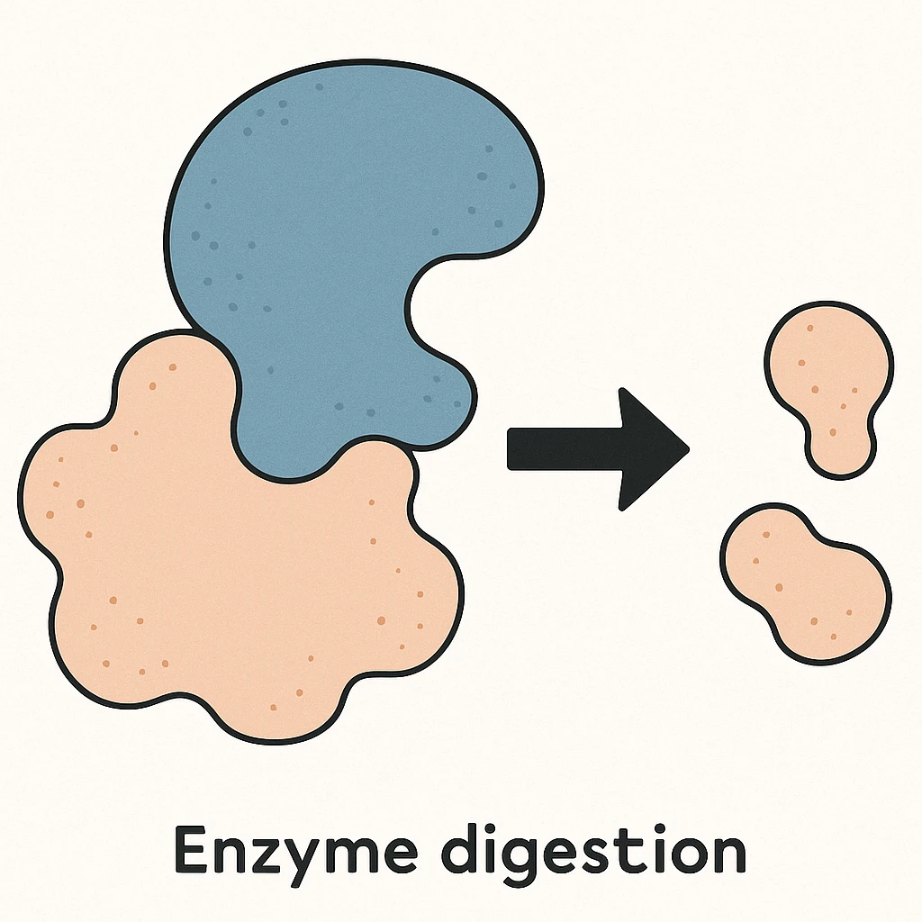 Ultra-detailed scientific illustration  (like in a school book) of enzyme digestion. Macro molecular view, clean white background, no text, no human figures or cartoon characters. Purely biological focus. emoji