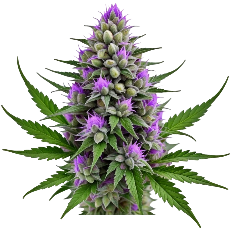 Wedding Crasher cannabis strain with purple buds and crystal trichomes emoji