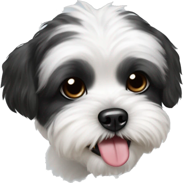 Mostly Black and white around the nose Shih Tzu bichon mix with tongue out and winking emoji