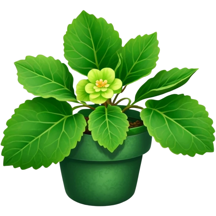 Begonia bowerae without flowers emoji