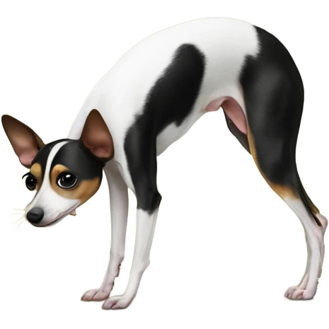Rat terrier doing a handstand  emoji