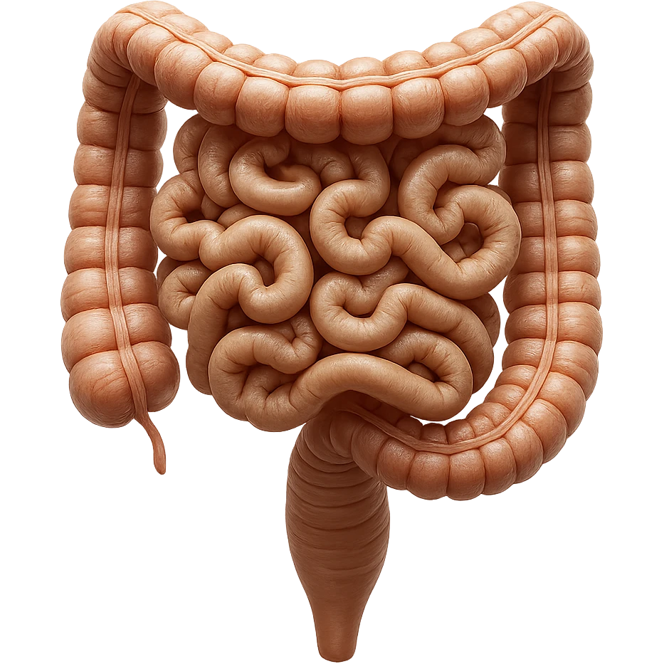 intestino umano anatomico realistico iperrealistico 4k emoji