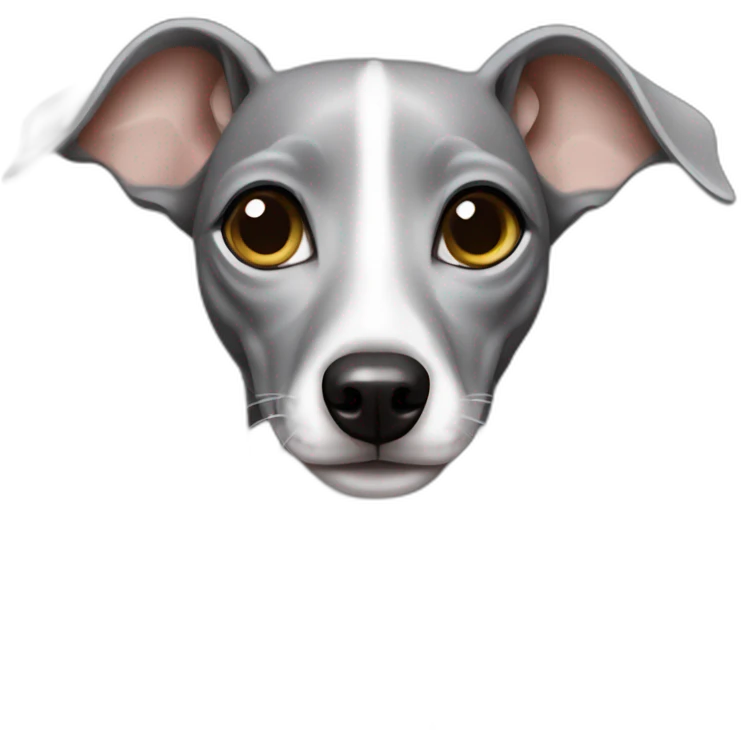 Italian greyhound female, gray color with white chest, shinning eyes emoji