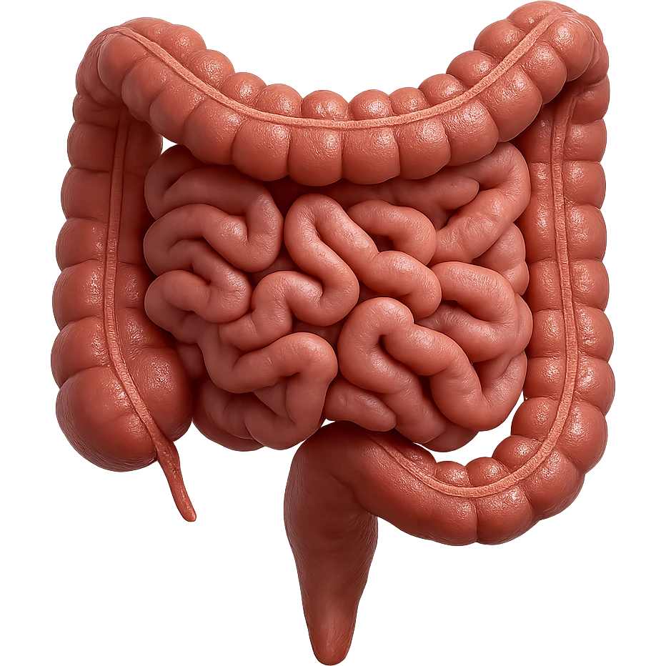 intestino umano anatomico, iperrealistico 4k emoji