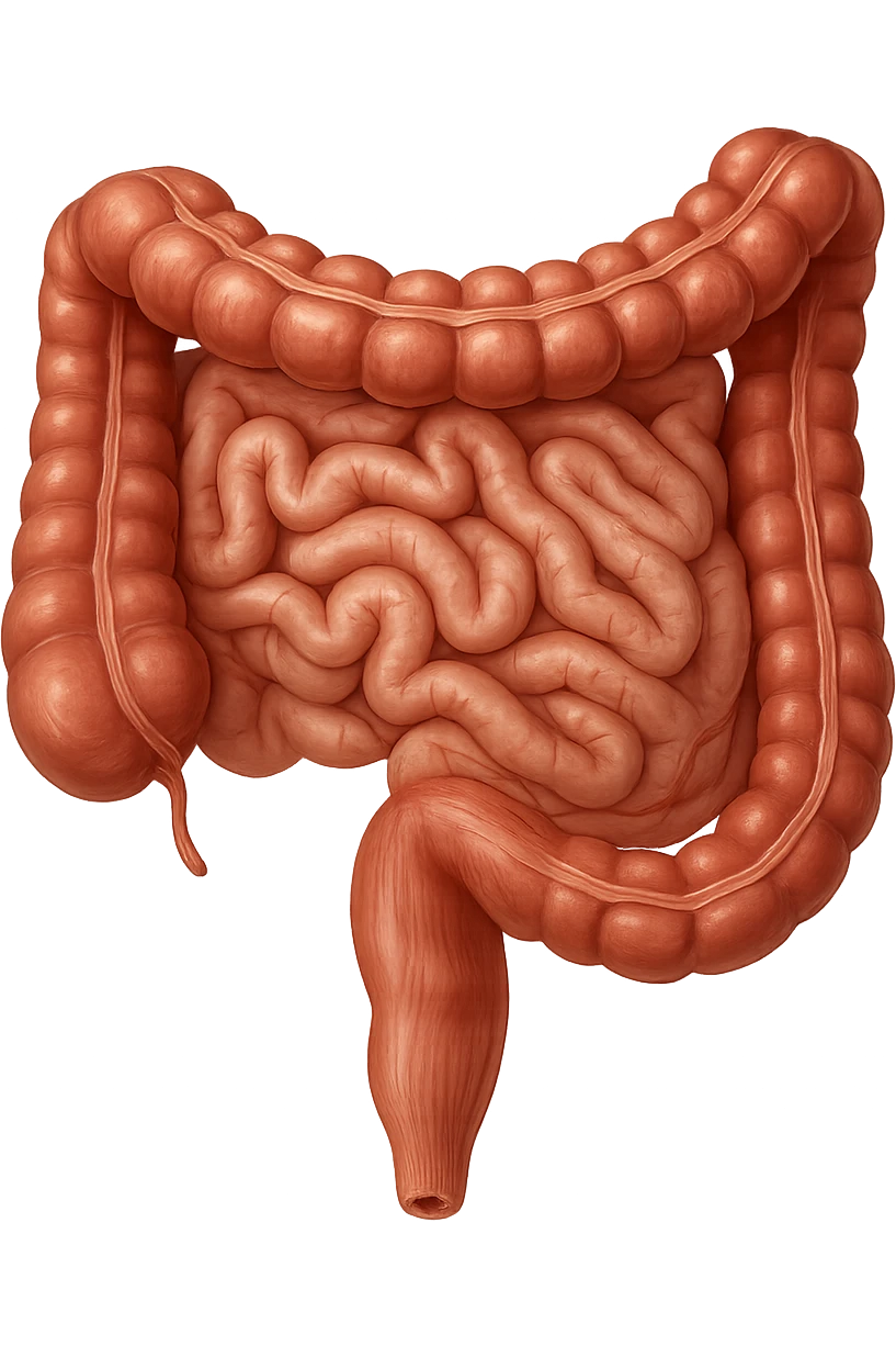 intestino umano anatomico realistico emoji
