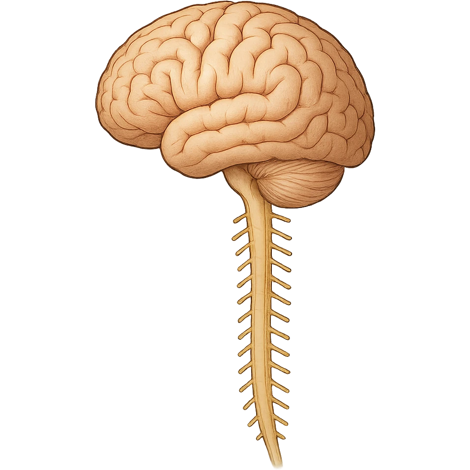 brain and spinal cord, medical illustration, clean and clear, white background emoji