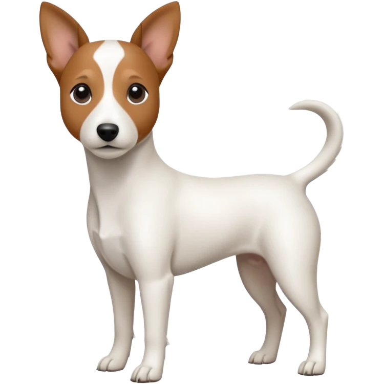 a fully white jack russell the size of a kelpie with floppy ears and a half white face emoji