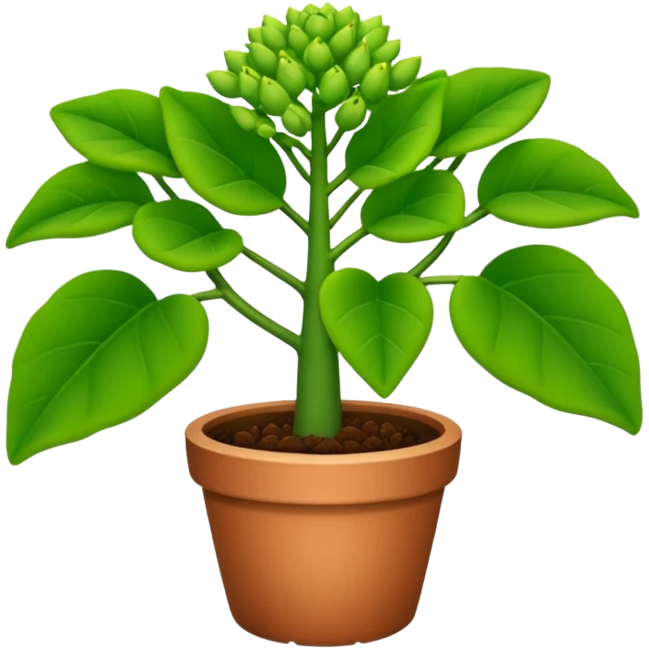 Euphorbia plant emoji