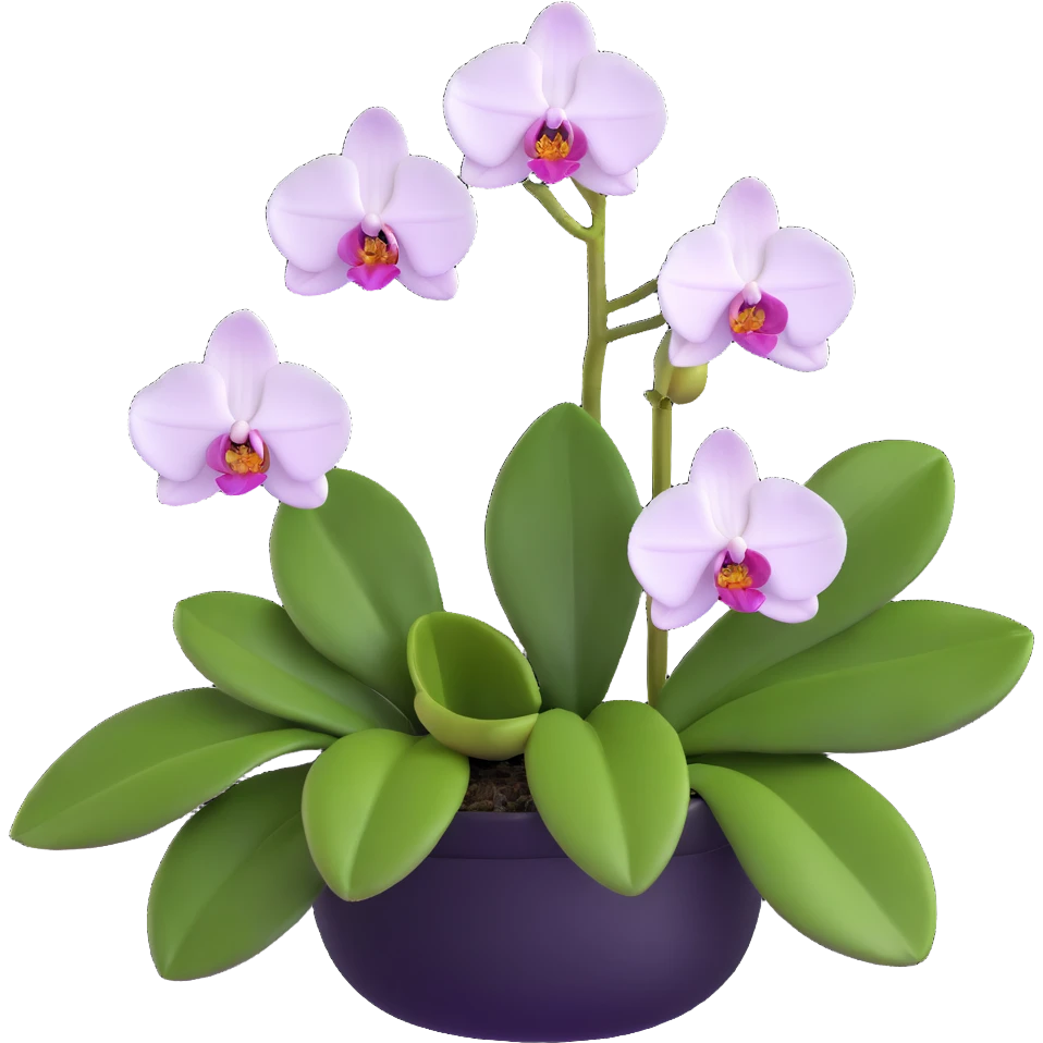 Realistic phalaenopsis orchid with delicate blooms and prominent large green leaves clearly visible emoji