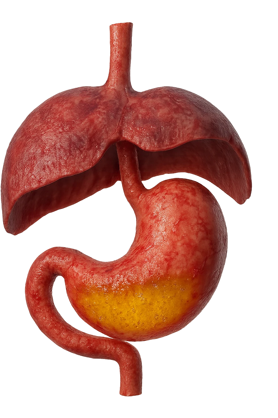stomaco umano anatomico infiammato con acido giallo all'interno fluttua in aria insieme ad un diaframma umano, iperrealistico 4k, isolato su sfondo bianco emoji