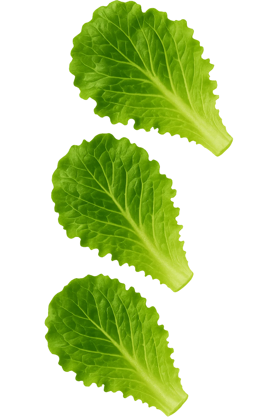 EMOJI STILE IPHONE DI FOGLIE DI INSALATA CHE FLUTTUANO IN ARIA, IPERREALISTICO 4K emoji