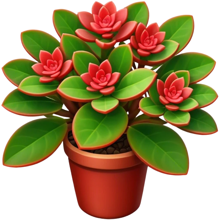 Crassula Ovata Golum with cilindric leaves emoji