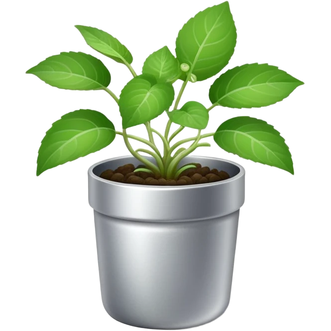 Young sprouts of Plectranthus Verticillatus with round circular leaves in a silver metallic pot emoji