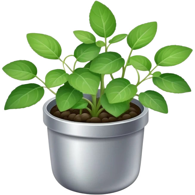 Young sprouts of Plectranthus Verticillatus with round circular leaves in a silver metallic pot emoji