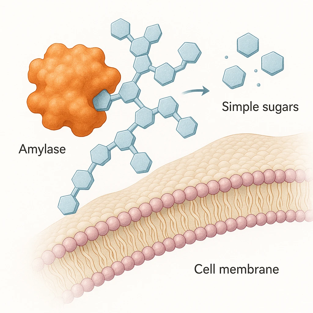 Ultra-detailed illustration of enzyme digestion: amylase breaking starch into sugars near a cell membrane. Clean white background, no text. Scientific but simple emoji