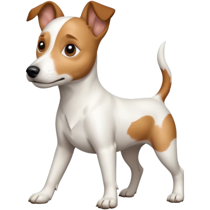 a full body white jack russel looking dog the size of a kelpie with light brown ears and a light brown patch on one eye, flopped down ears and a large snout emoji