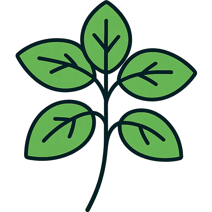 Fresh green basil herb with leaves and stems, botanical illustration emoji