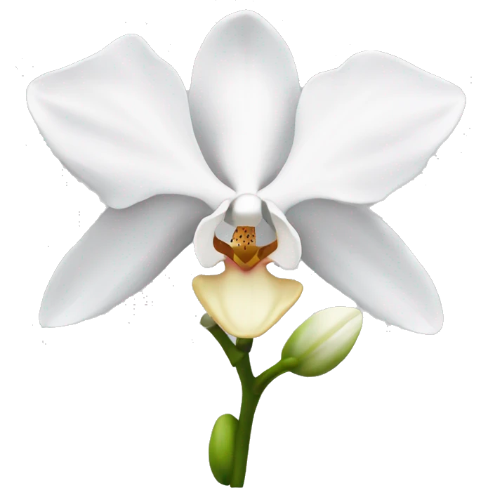 White orchid flower emoji