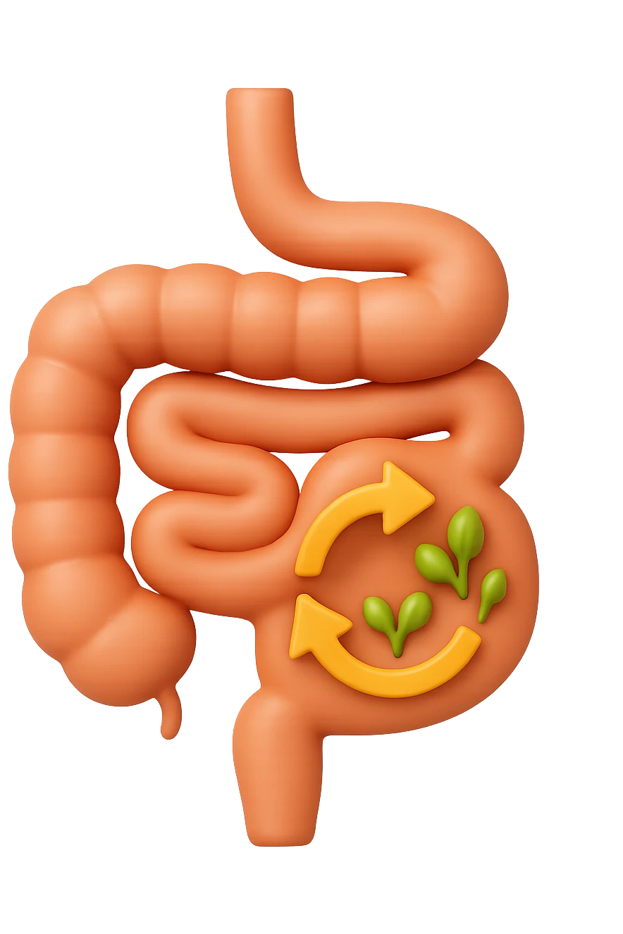 emoji 3d stile iphone di un intestino che si rigenera 3d emoji
