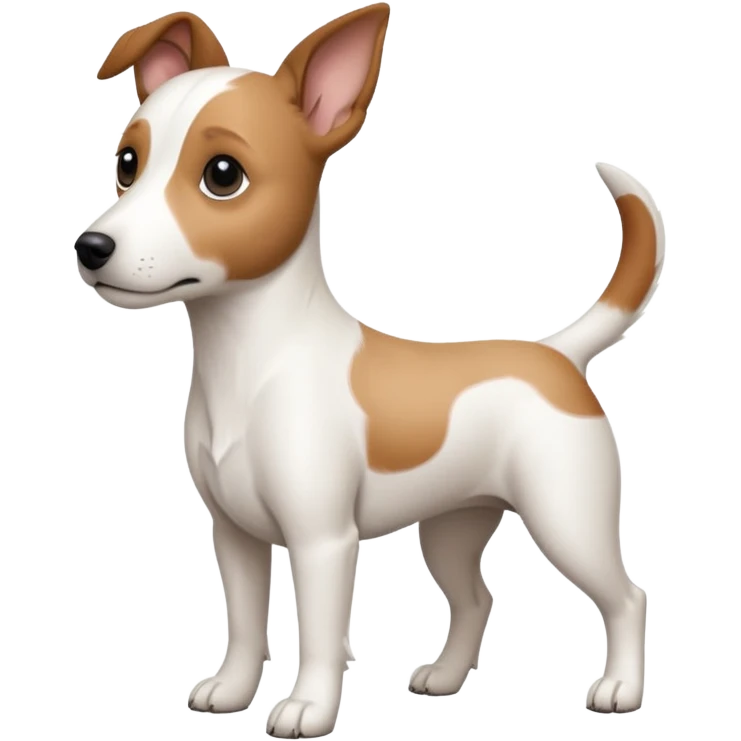 a fully white jack russell the size of a kelpie with floppy ears and a half white face emoji
