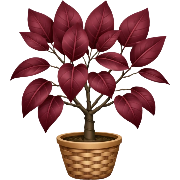 Burgundy Rubber tree plant with Elegant dark coloured leaves in a woven basket pot emoji