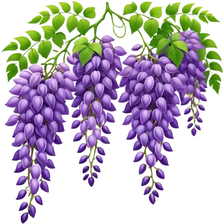Beautiful wisteria with long cascading clusters of purple flowers hanging like grapes, with delicate green pinnate leaves emoji