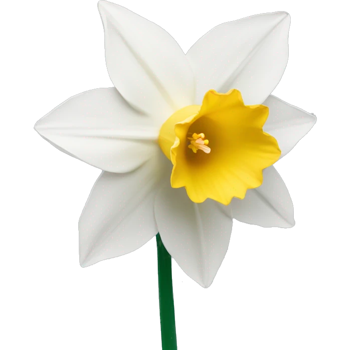 White daffodil flower emoji