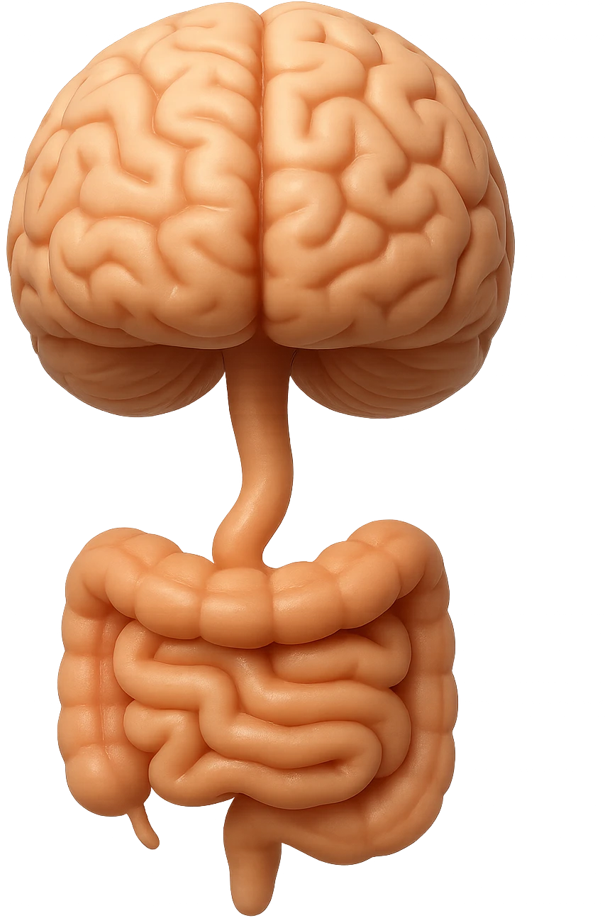 emoji stile iphone in 3d di cervello e intestino collegati verticalmente, iperrealistico 4k emoji