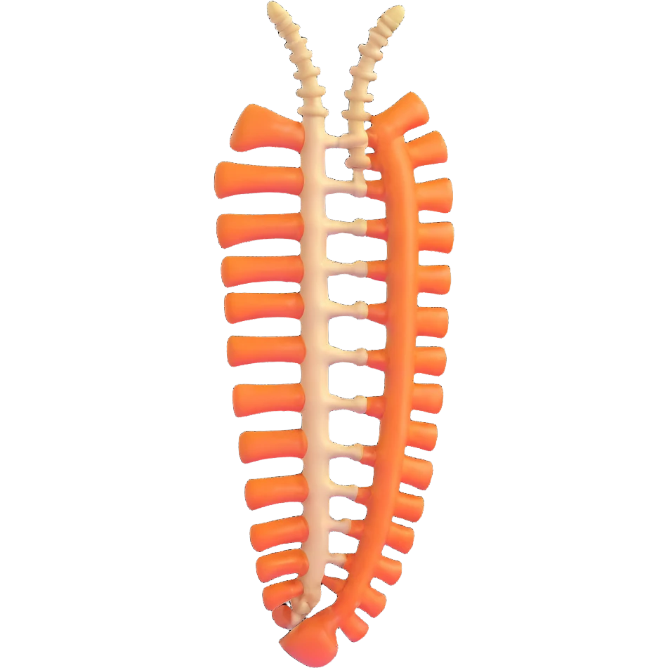 human spine, anatomical, floating emoji