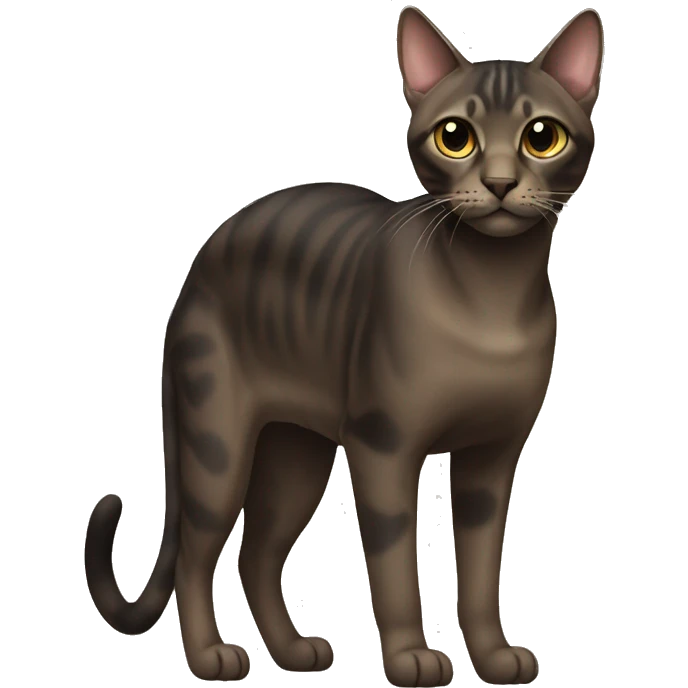 Dark Sokoke Cat Breed Full Body emoji
