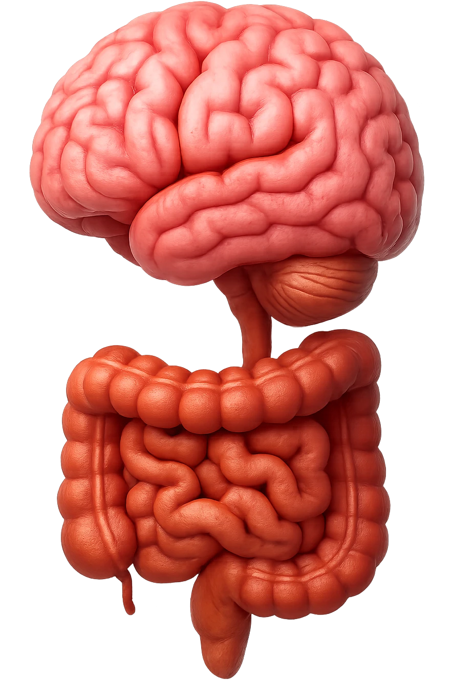 emoji stile iphone in 3d di cervello e intestino collegati verticalmente, iperrealistico 4k emoji