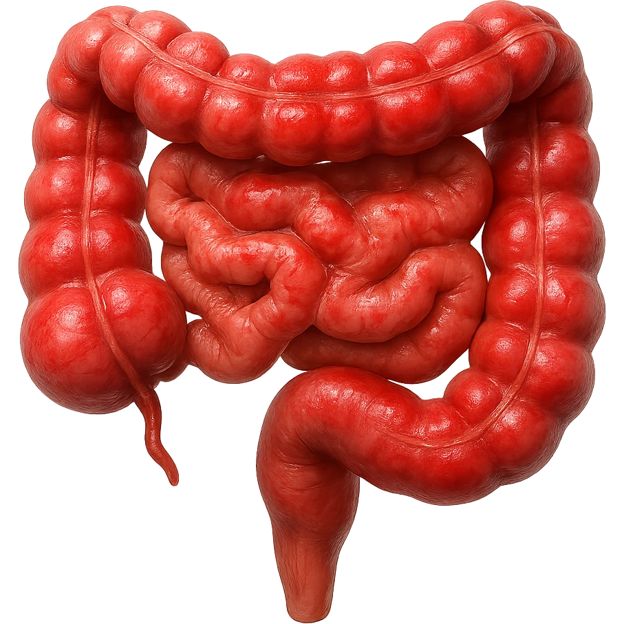 intestino umano anatomico realistico infiammato iperrealistico 4k emoji