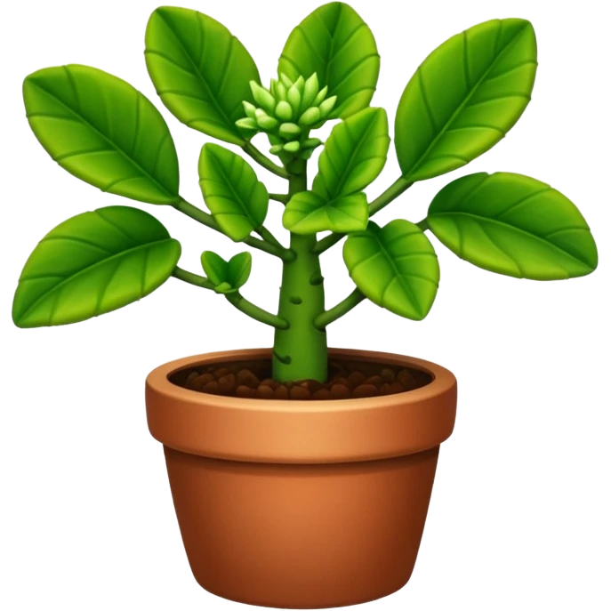 Euphorbia flanaganii plant emoji