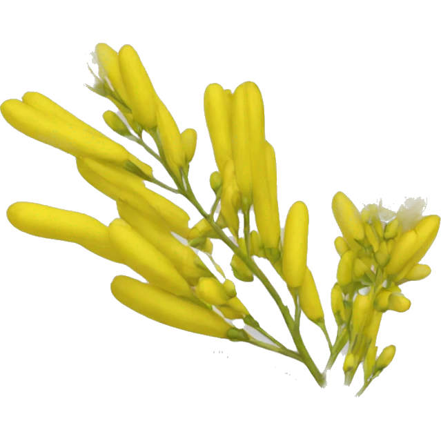 Cassia fistula emoji