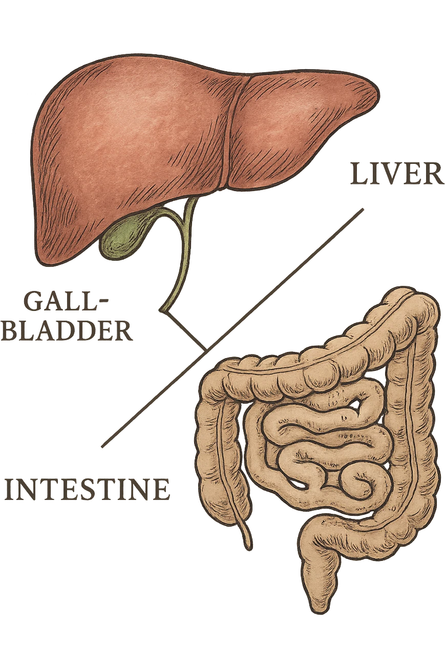Connessione visiva con linee fegato , intestino e cistifellea emoji