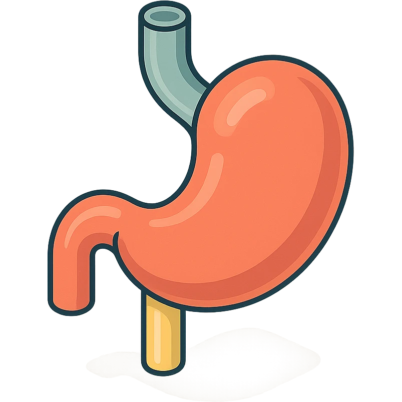 stomach, 2D isometric style, minimalist background, soft shadows and highlights, transparent background, anatomically accurate form variant emoji