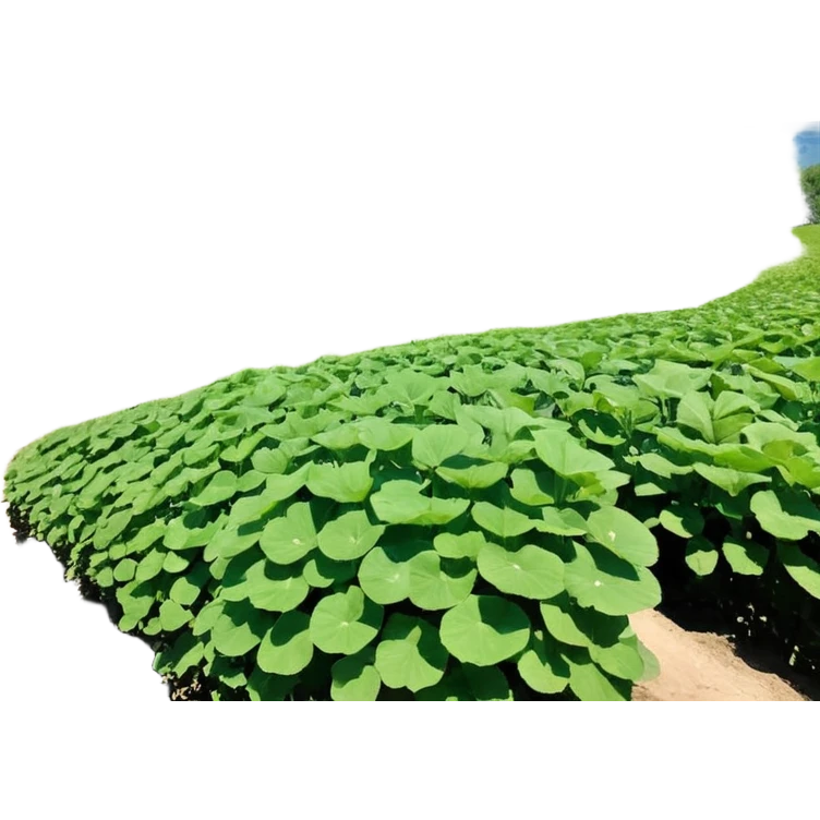 цитисенок в виде лягушки emoji