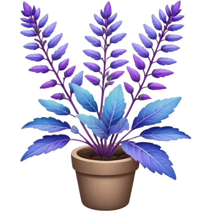 clary sage plant with purple and blue leaves, no pot emoji