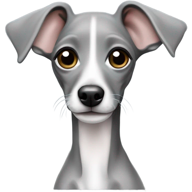 Cute Italian greyhound puppy all solid grey  emoji