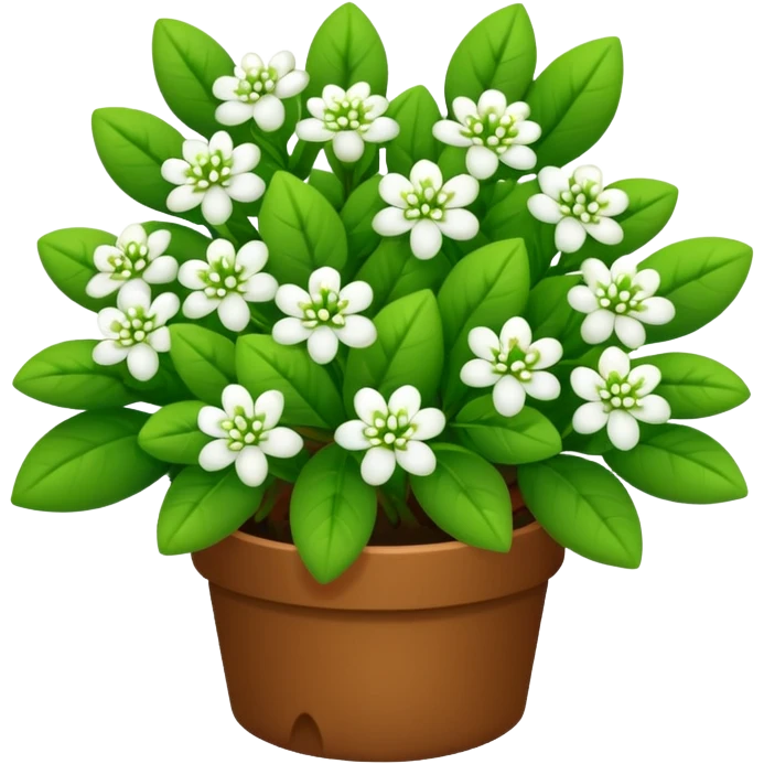 A small bush with round leaves and tiny budding flowers.









































 emoji